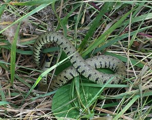 You can just see its head on the left